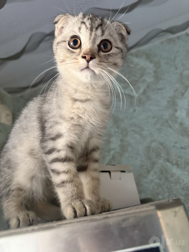 500 000 сум