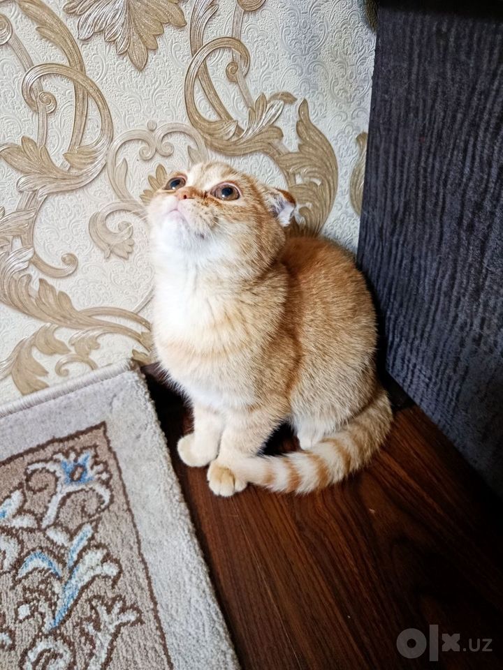 500 000 сум