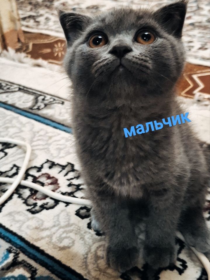 700 000 UZS