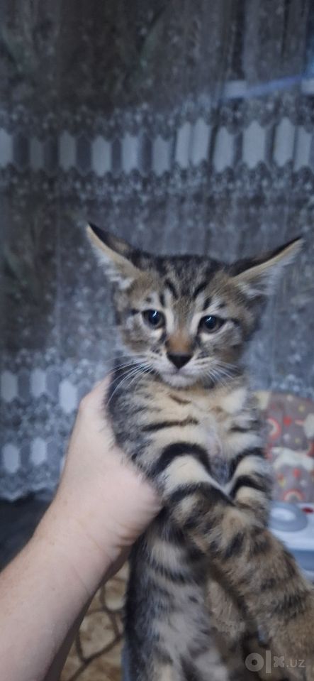 500 000 сум