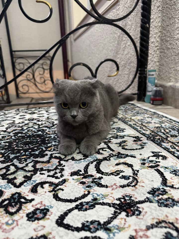 400 000 сум