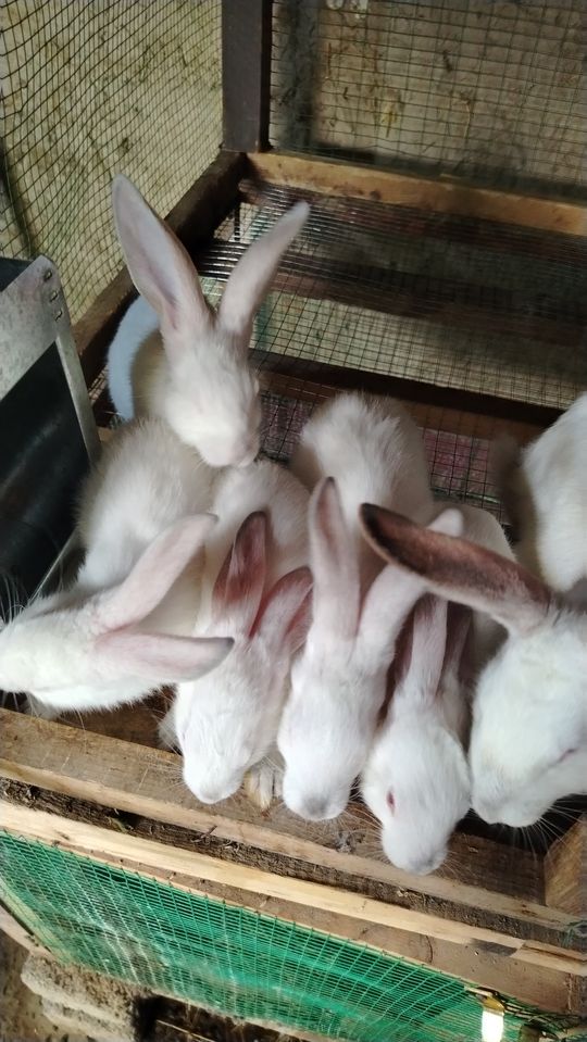 75 000 сум
