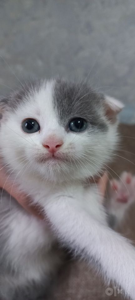 800 000 сум