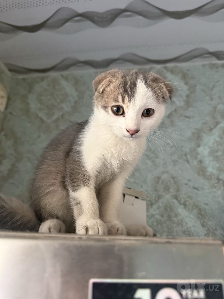 500 000 сум