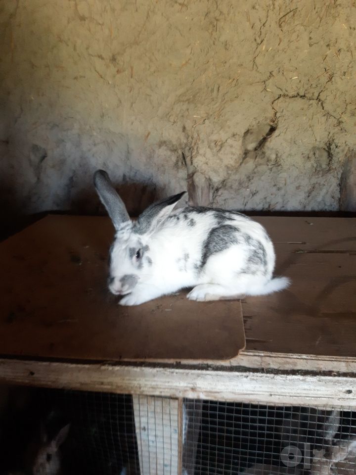 200 000 сум