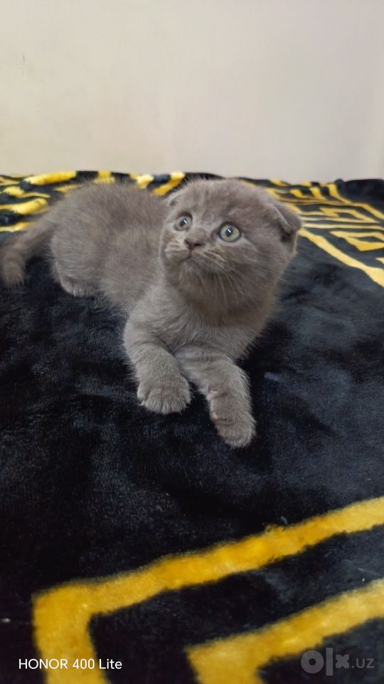850 000 UZS