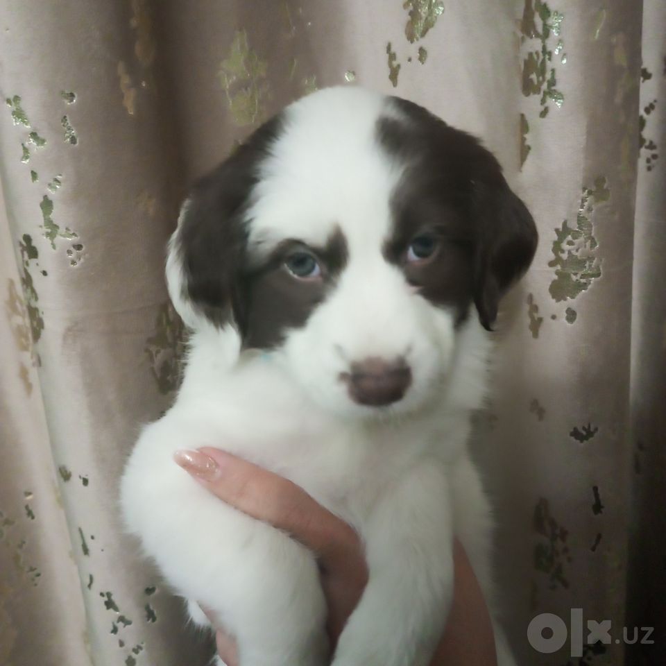 50 000 сум
