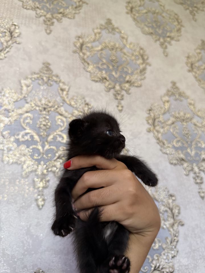 500 000 сум