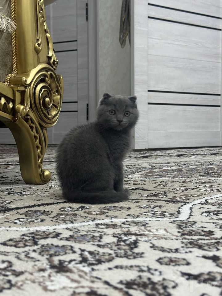 500 000 сум