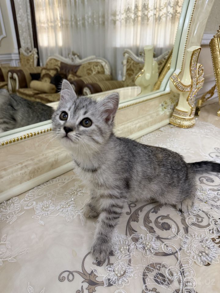 45 USD