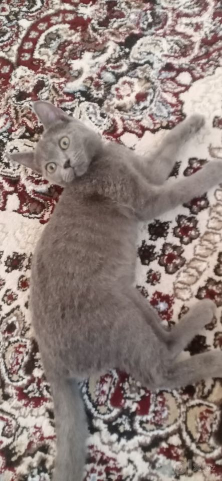 800 000 сум