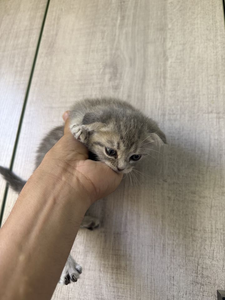 500 000 сум