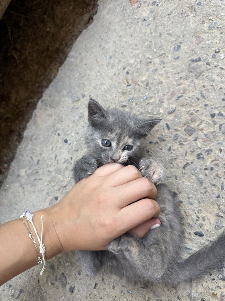 Free