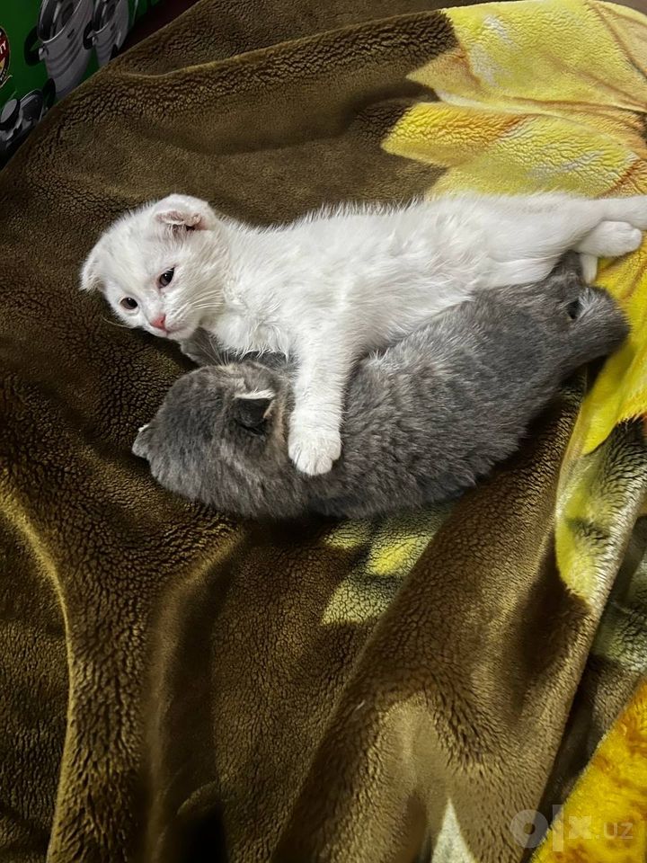 900 000 сум