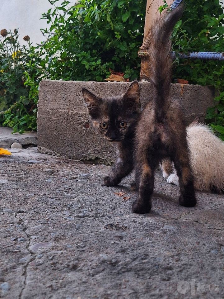 Бесплатно