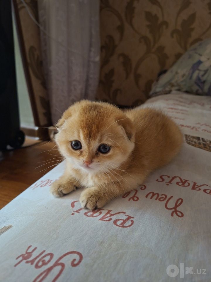 250 USD