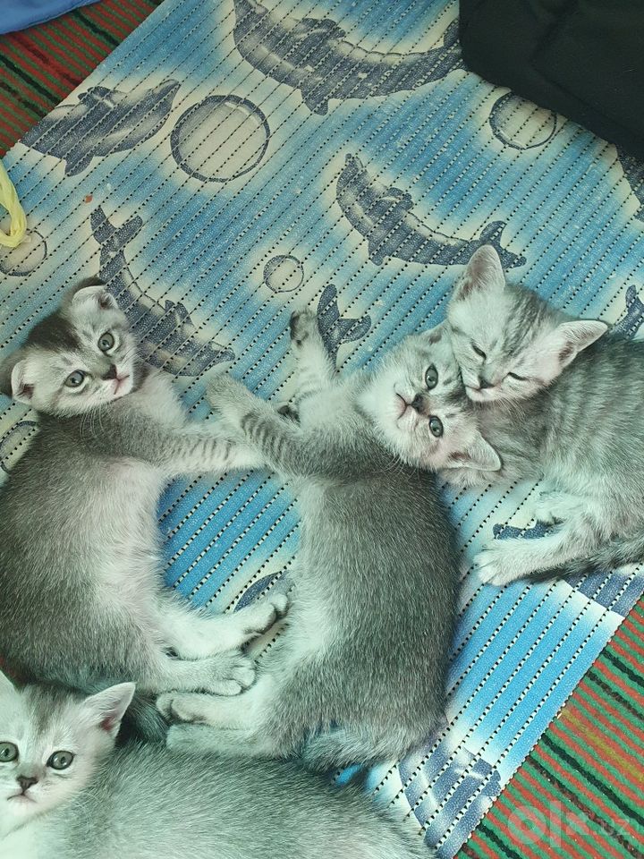 1 200 000 сум