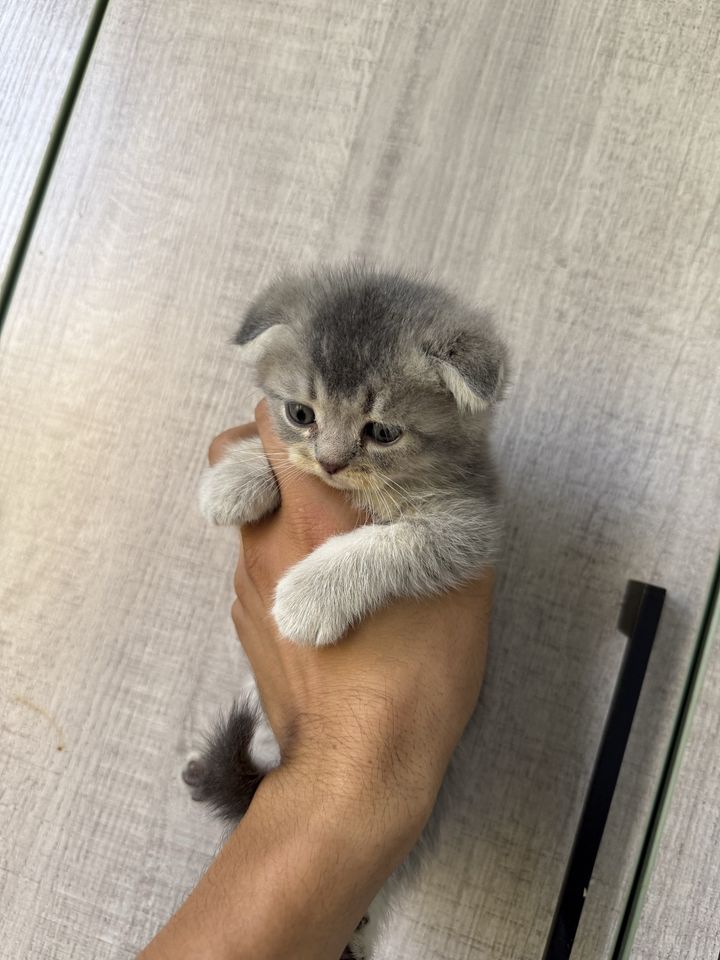 500 000 сум