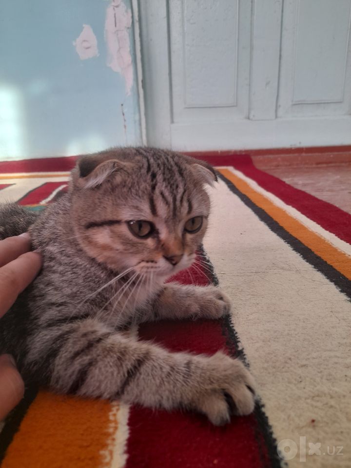 80 USD