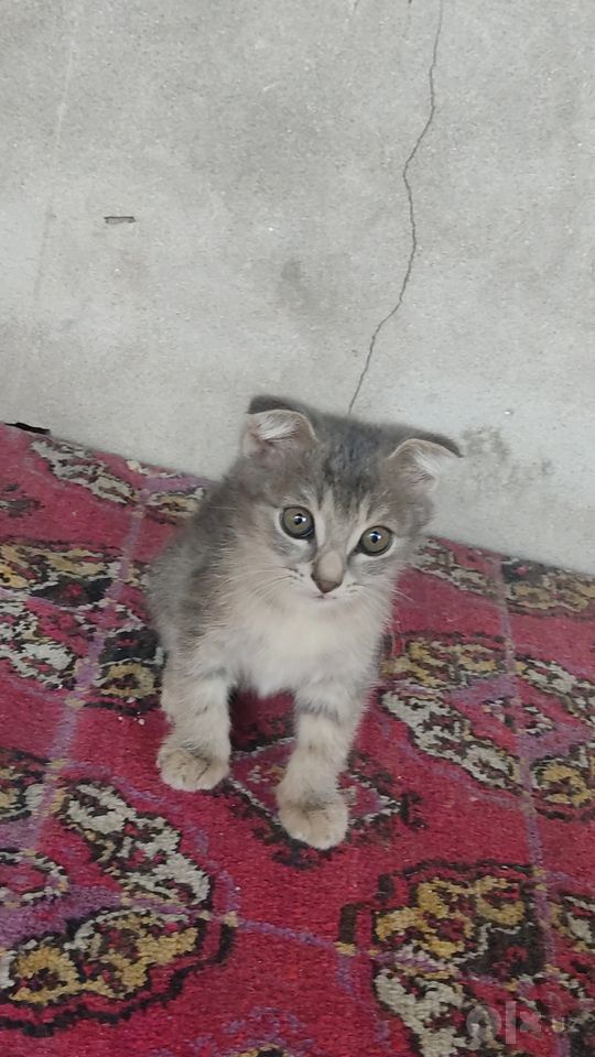 500 000 UZS