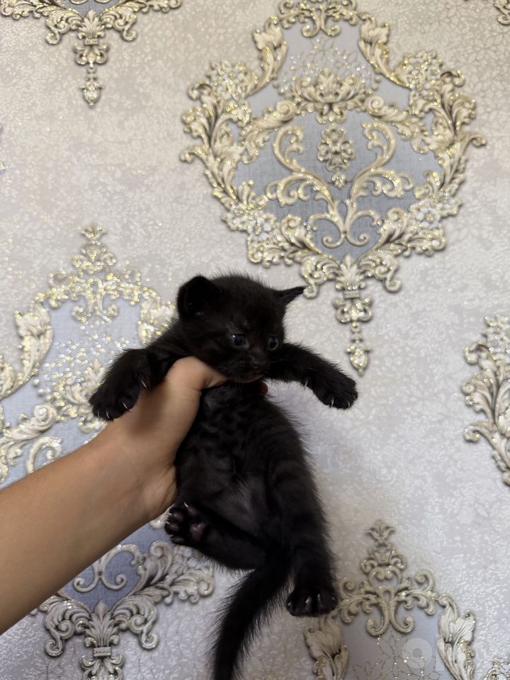 500 000 сум