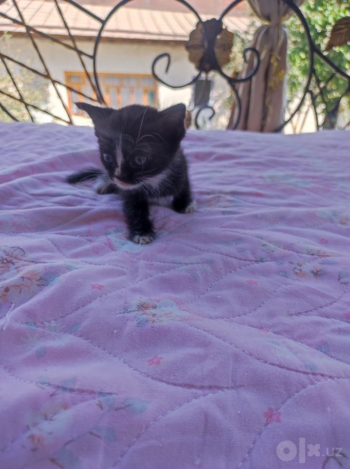 300 000 сум