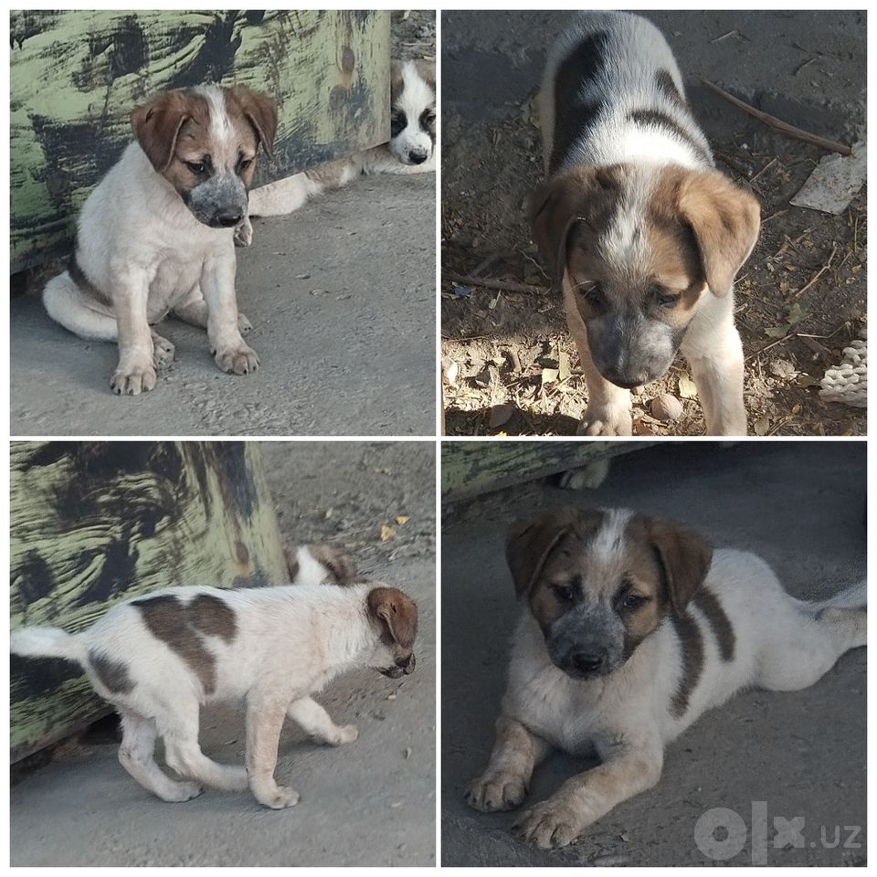 Бесплатно