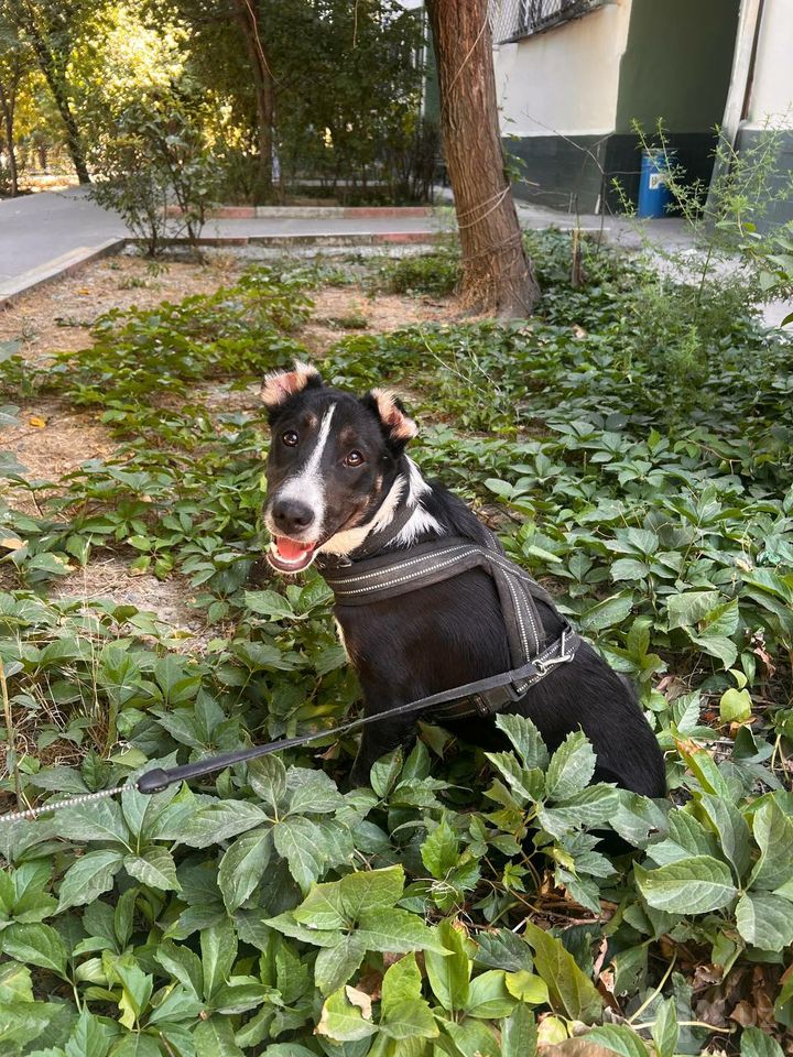 Бесплатно