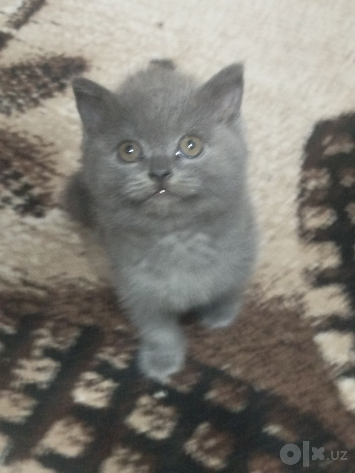 900 000 сум