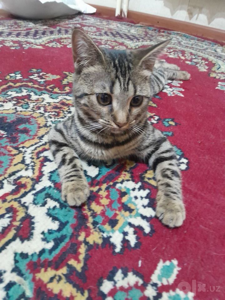 800 000 сум