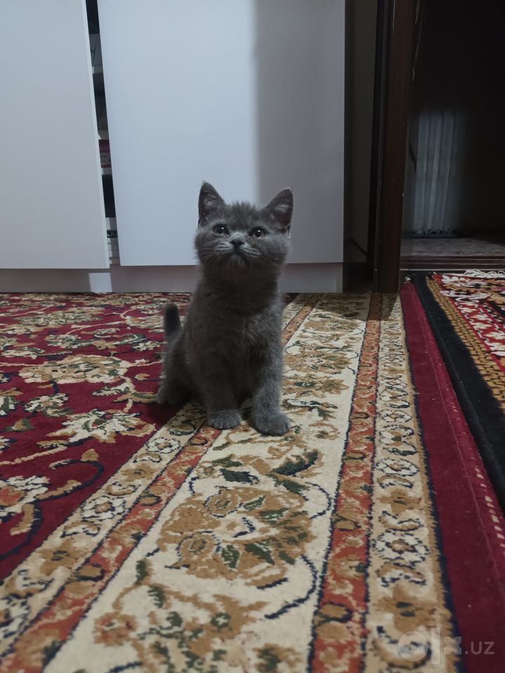 1 265 000 сум