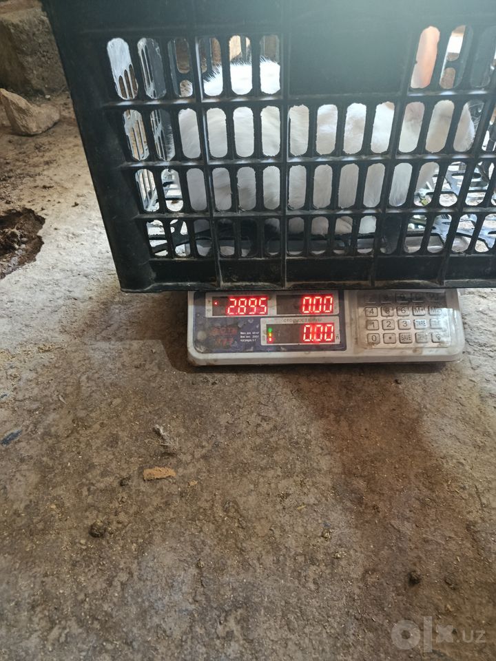 180 000 UZS