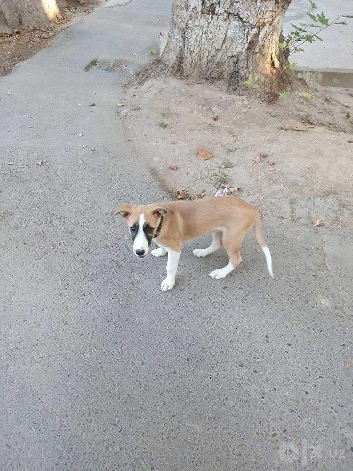 Бесплатно