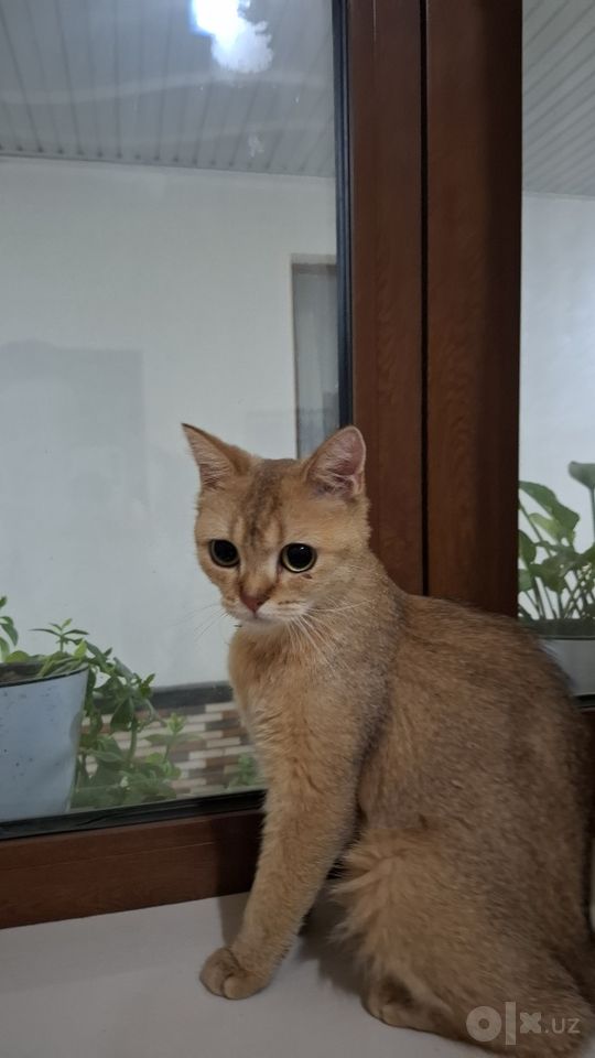 700 000 сум