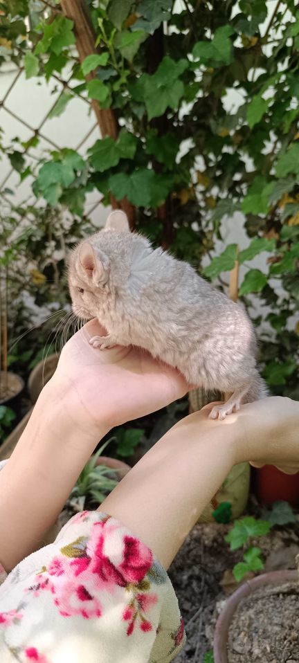 1 560 000 сум
