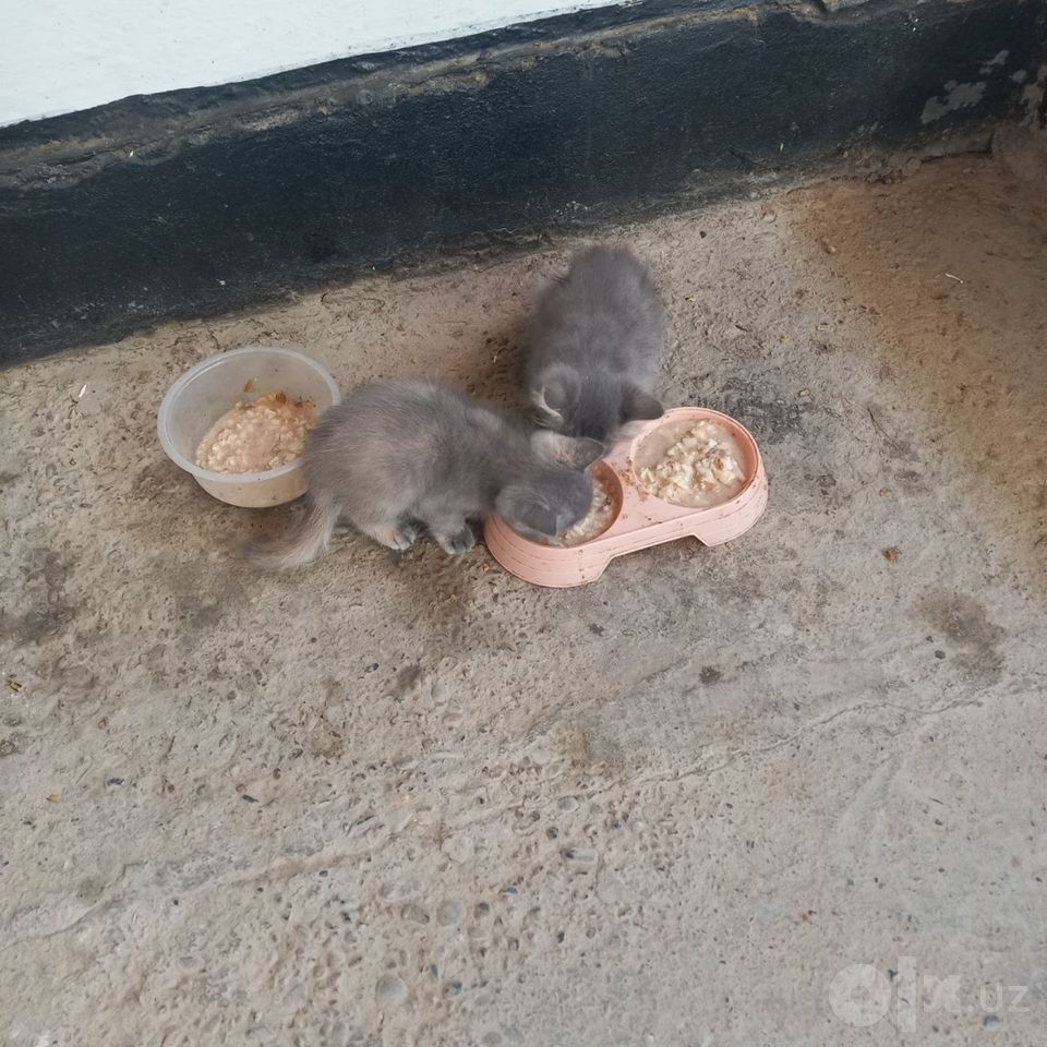 Бесплатно