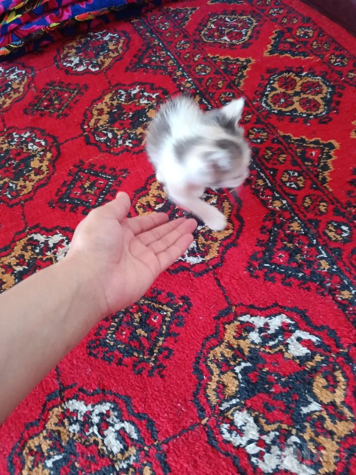 Free