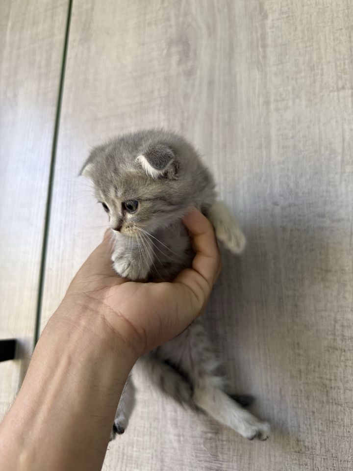 500 000 сум
