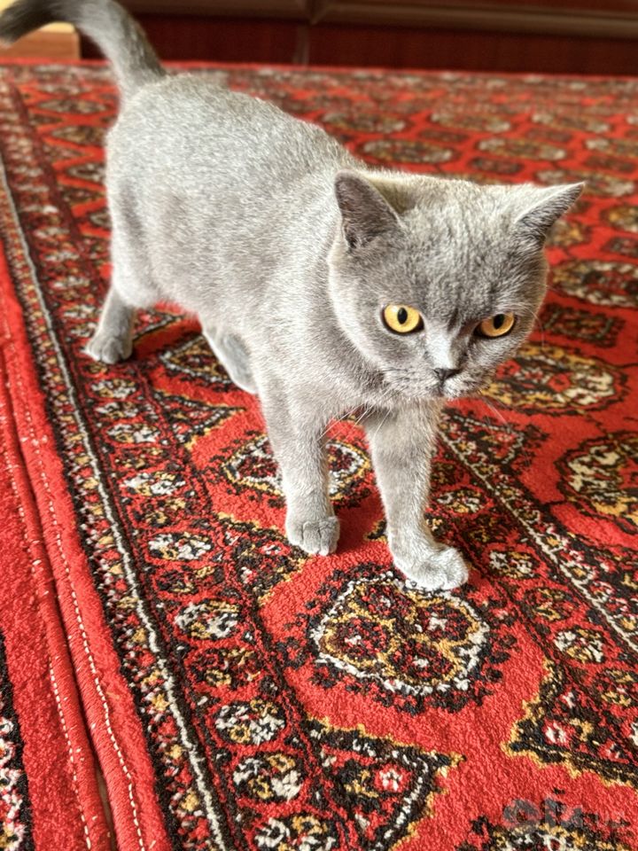800 000 сум