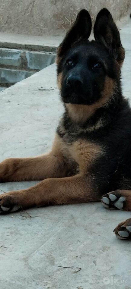 2 500 000 сум