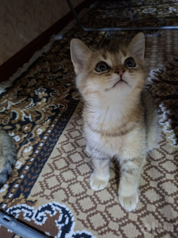 1 000 000 сум