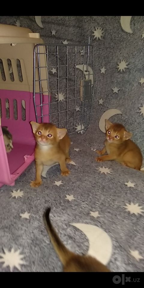 4 500 000 сум