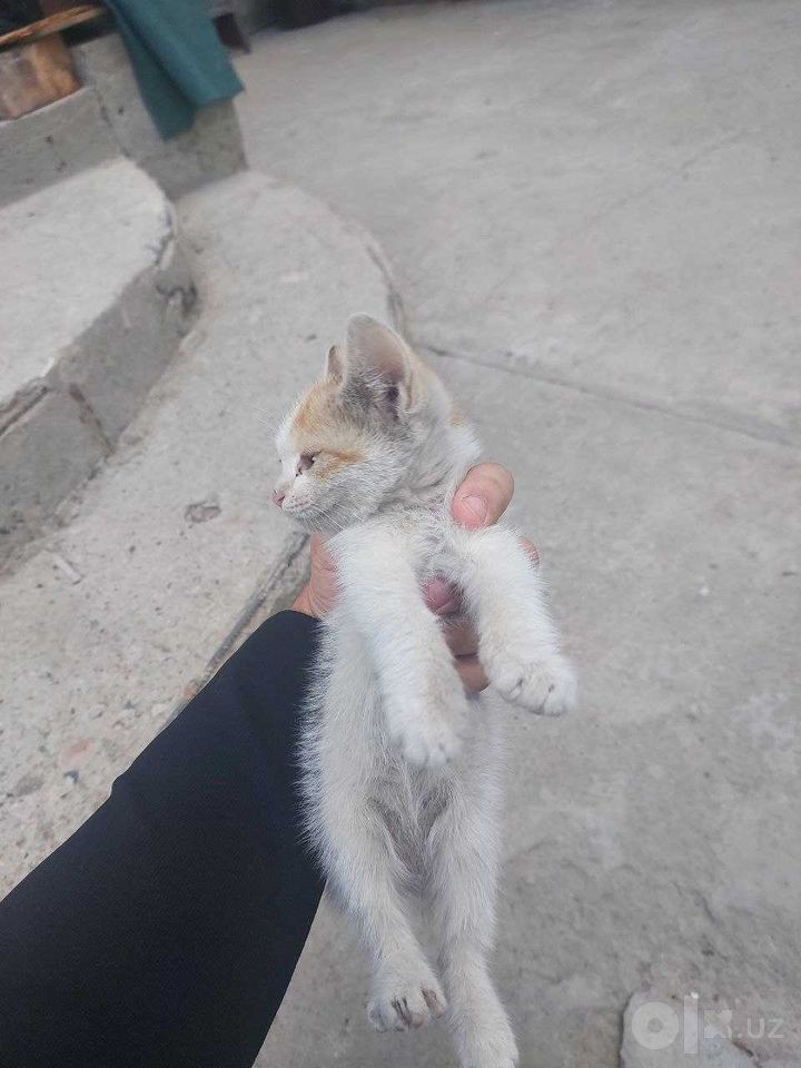 Бесплатно