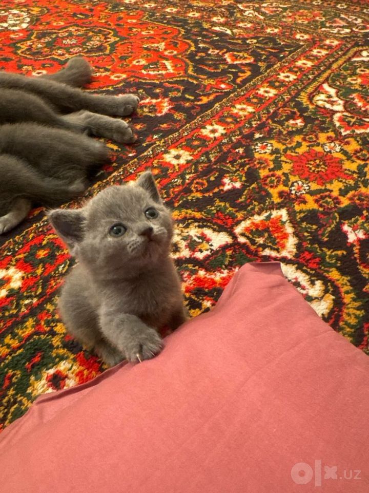 290 000 сум