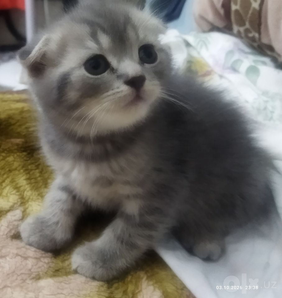 1 100 000 сум