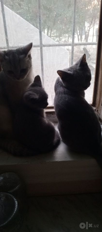 500 000 сум