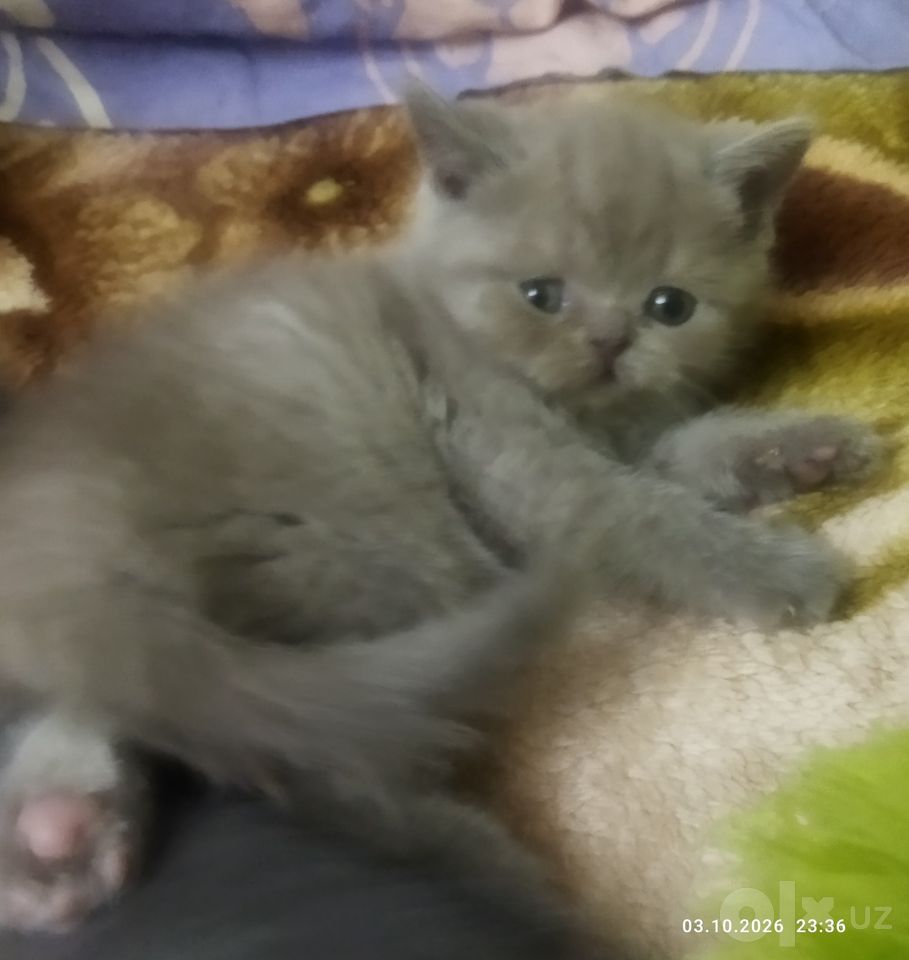 1 100 000 сум