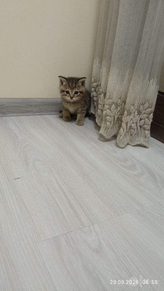 Бесплатно