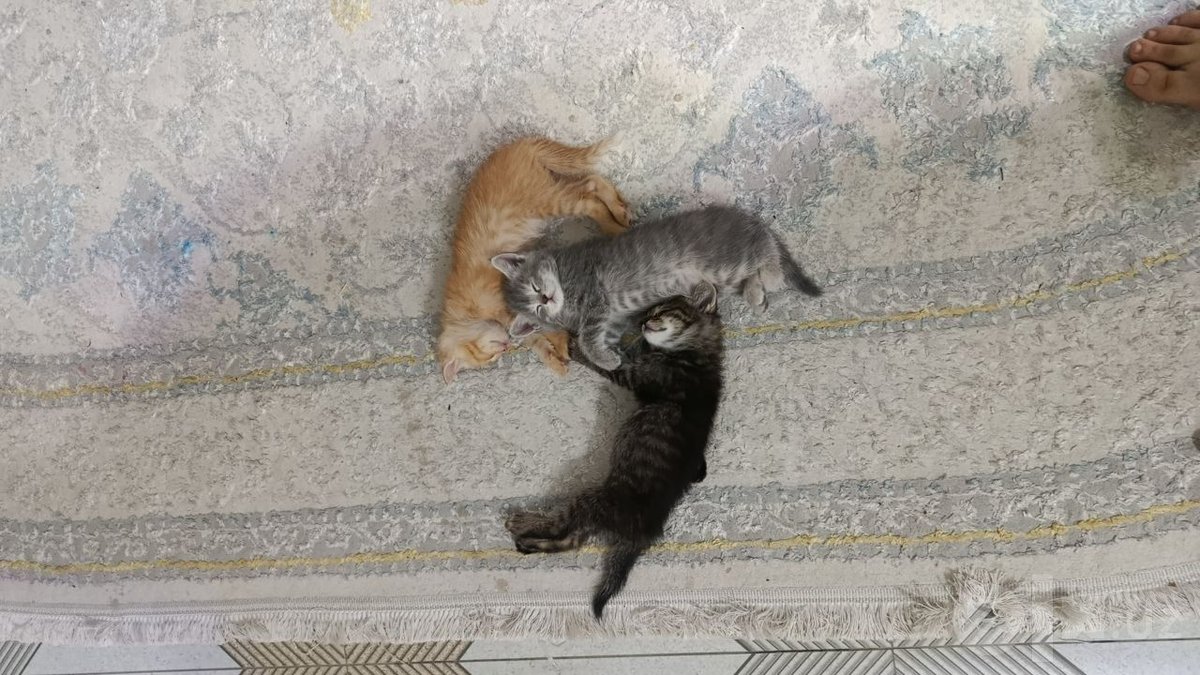 Бесплатно