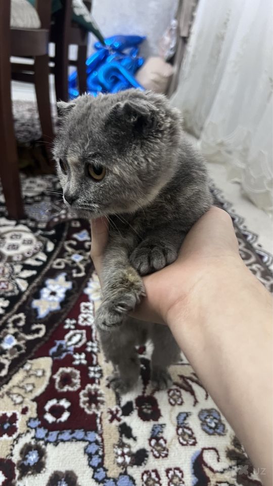 500 000 сум